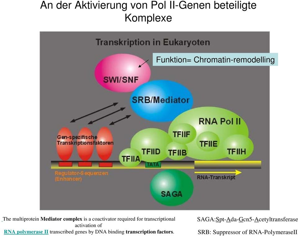 for transcriptional activation of RNA polymerase II transcribed genes by DNA
