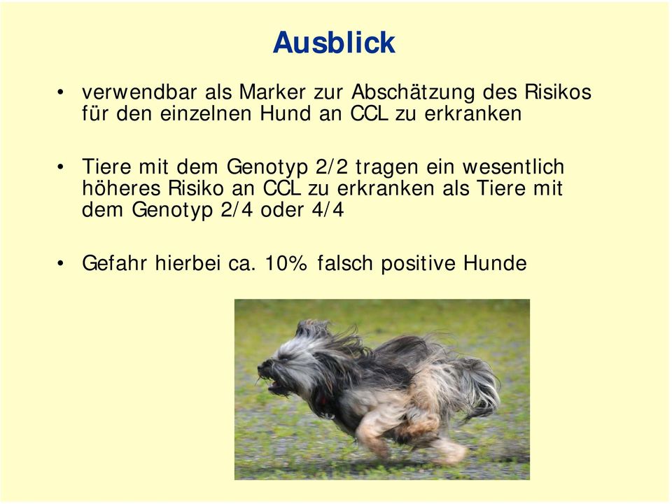 tragen ein wesentlich höheres Risiko an CCL zu erkranken als Tiere