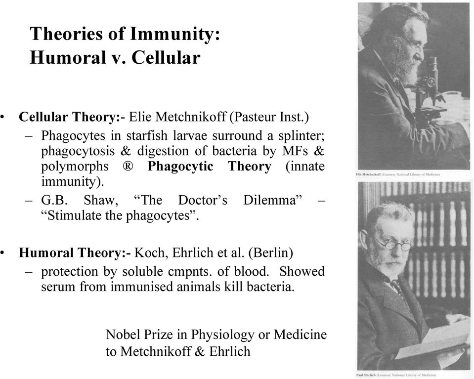 Theory (innate immunity). G.B. Shaw, The Doctor s Dilemma Stimulate the phagocytes. Humoral Theory:- Koch, Ehrlich et al.