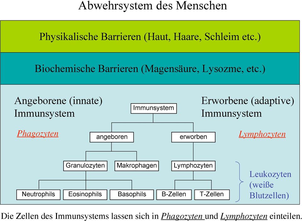 ) Angeborene (innate) Immunsystem Immunsystem Erworbene (adaptive) Immunsystem Phagozyten angeboren erworben