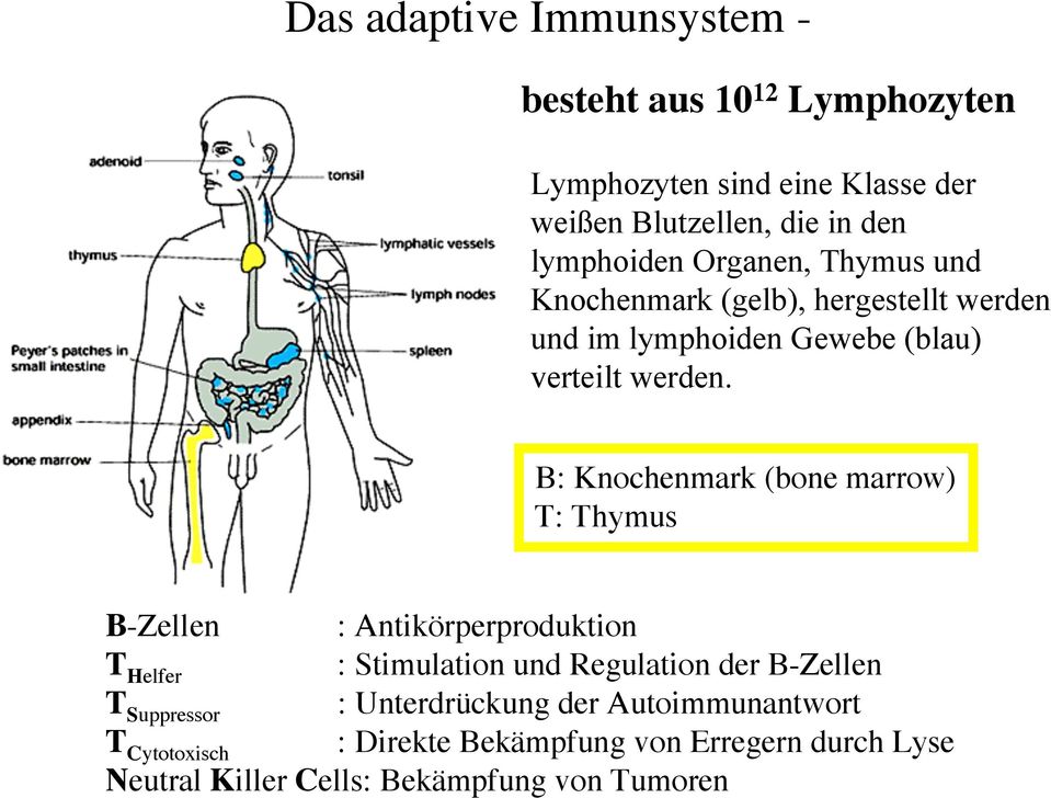 B: Knochenmark (bone marrow) T: Thymus B-Zellen : Antikörperproduktion T Helfer : Stimulation und Regulation der B-Zellen T