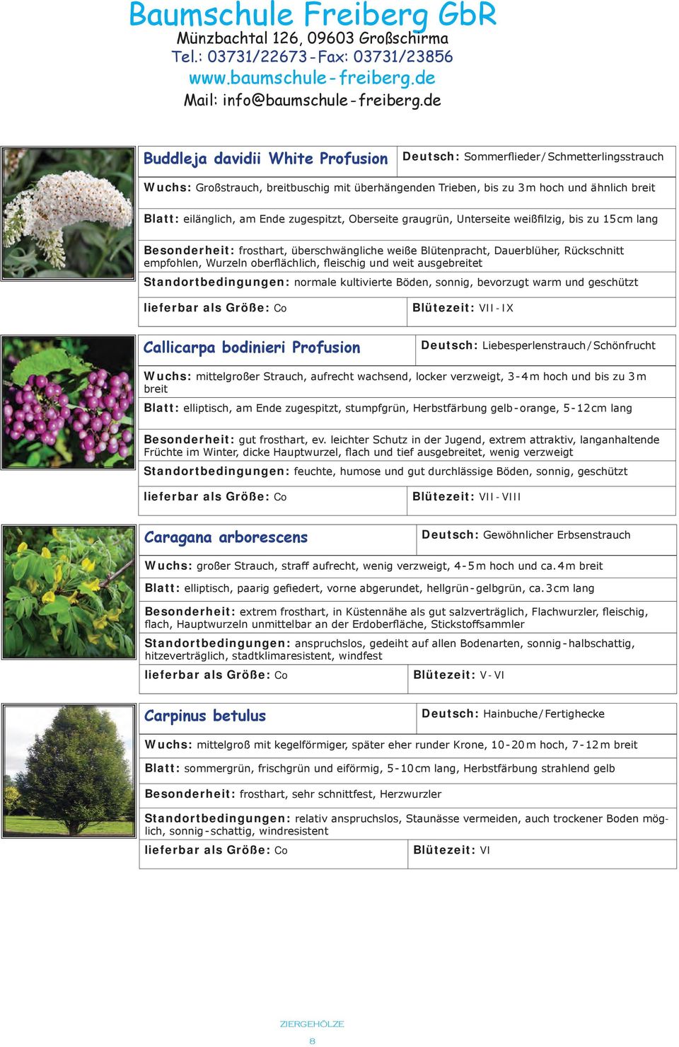 fleischig und weit ausgebreitet Standortbedingungen: normale kultivierte Böden, sonnig, bevorzugt warm und geschützt Blütezeit: VII - IX Callicarpa bodinieri Profusion Deutsch: Liebesperlenstrauch /