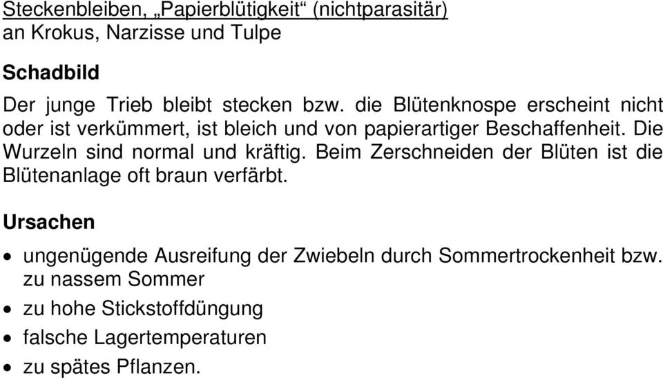 Die Wurzeln sind normal und kräftig. Beim Zerschneiden der Blüten ist die Blütenanlage oft braun verfärbt.