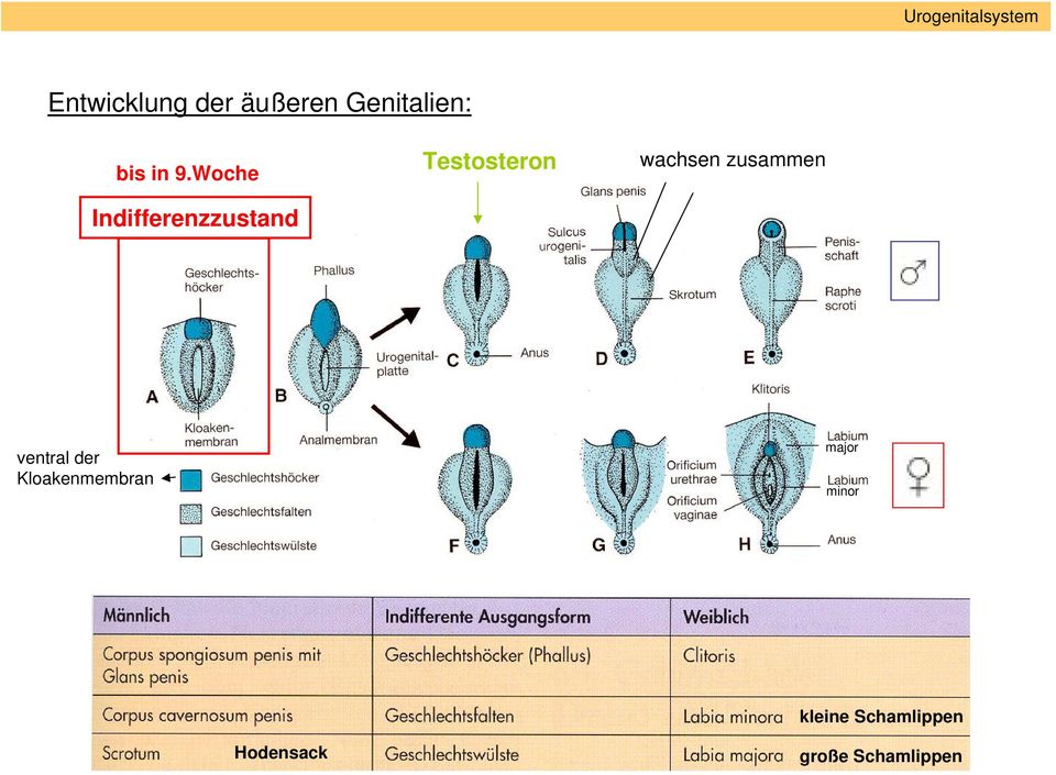 Woche Indifferenzzustand Testosteron wachsen