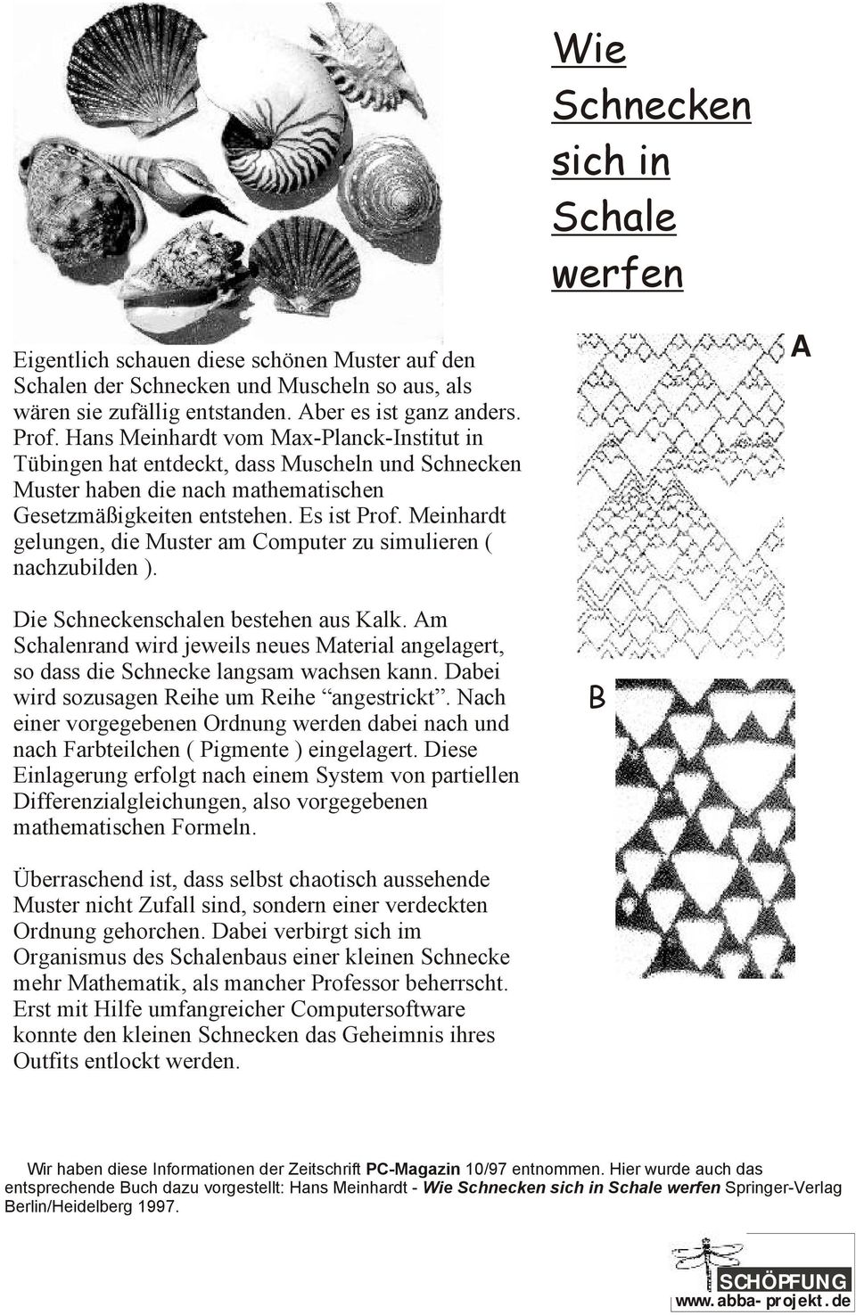 Meinhardt gelungen, die Muster am Computer zu simulieren ( nachzubilden ). A Die Schneckenschalen bestehen aus Kalk.