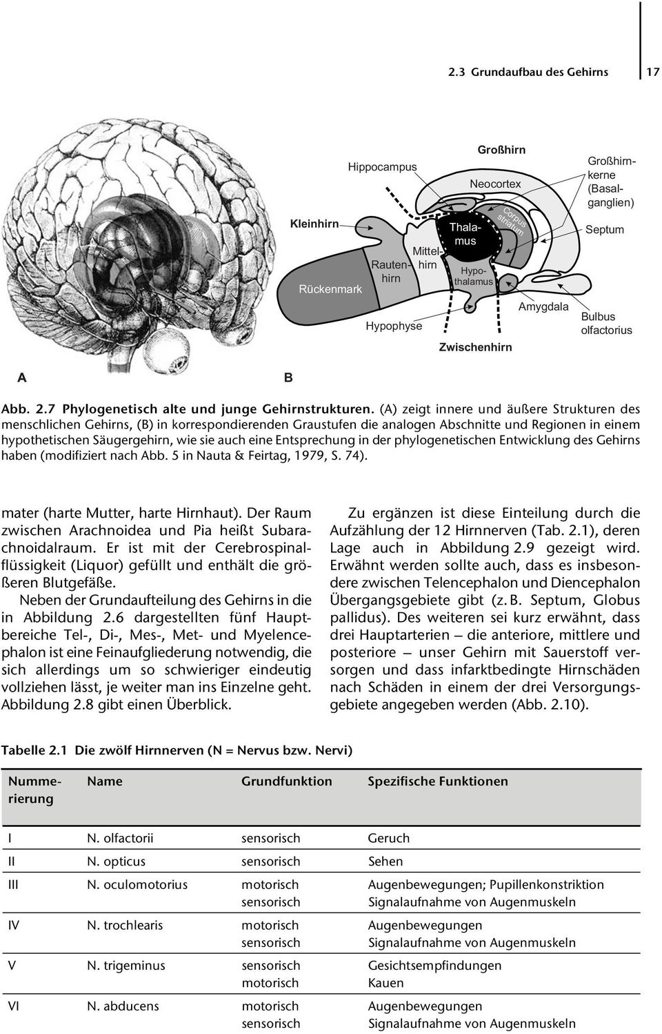 (A) zeigt innere und äußere Strukturen des menschlichen Gehirns, (B) in korrespondierenden Graustufen die analogen Abschnitte und Regionen in einem hypothetischen Säugergehirn, wie sie auch eine