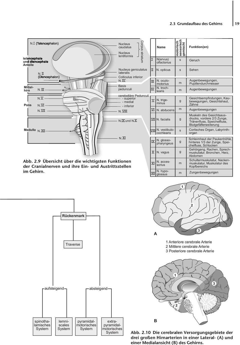 2.9 Übersicht über die wichtigsten Funktionen der Cranialnerven und ihre Ein- und Austrittsstellen im Gehirn. Corpus striatum I II III IV V VI Name N(ervus) olfactorius N. opticus N. oculomotorius N.