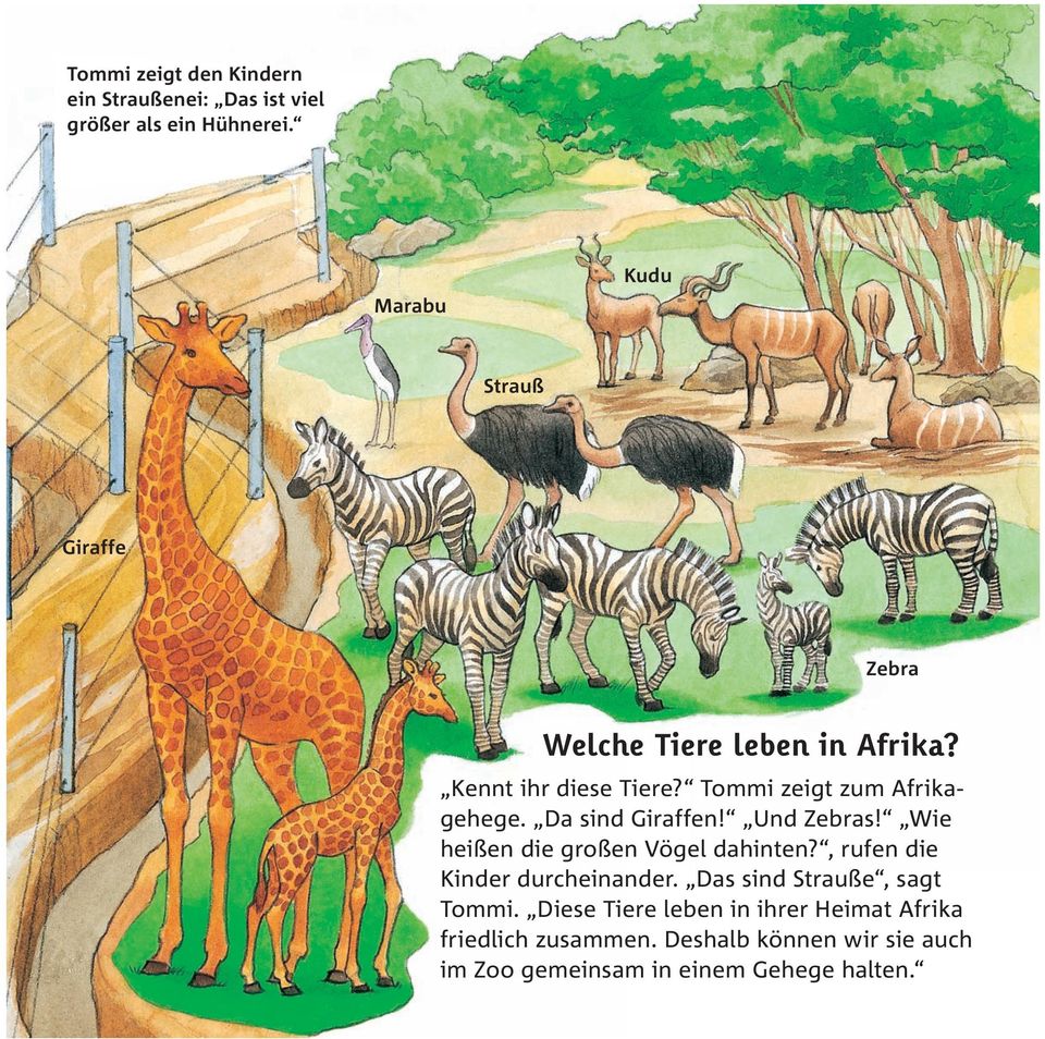 Tommi zeigt zum Afrikagehege. Da sind Giraffen! Und Zebras! Wie heißen die großen Vögel dahinten?