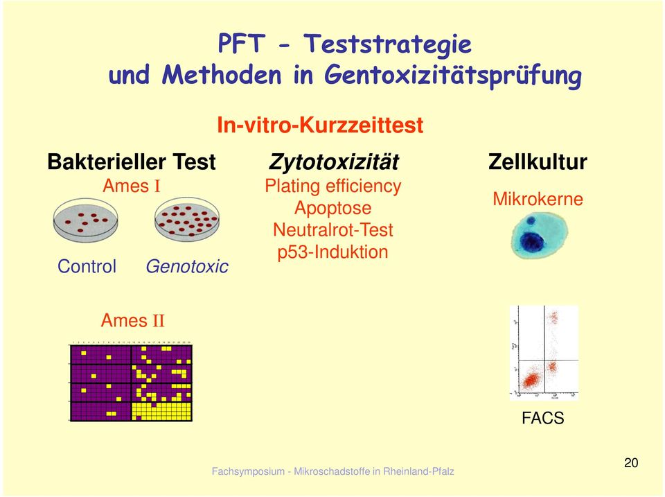 Neutralrot-Test p53-induktion Zellkultur Mikrokerne Ames II 1 2 3 4 5 6 7 8 9 10 11 12