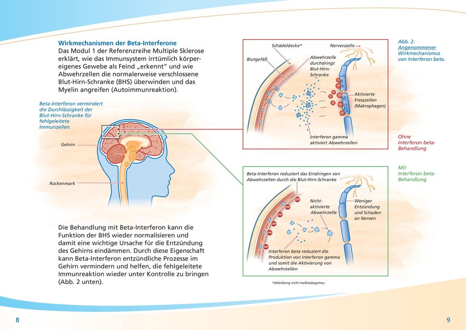 Beta-Interferon vermindert die Durchlässigkeit der Blut-Hirn-Schranke für fehlgeleitete Immunzellen.