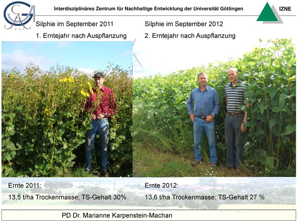 2. Erntejahr nach Auspflanzung Ernte 2011: 13,5 t/ha
