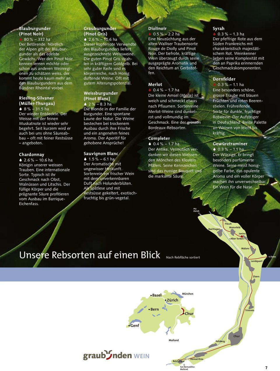 Riesling-Silvaner (Müller-Thurgau) S 8 % 31.5 ha Der wieder Entdeckte. Der Weisse mit der feinen Muskatnote ist wieder sehr begehrt.