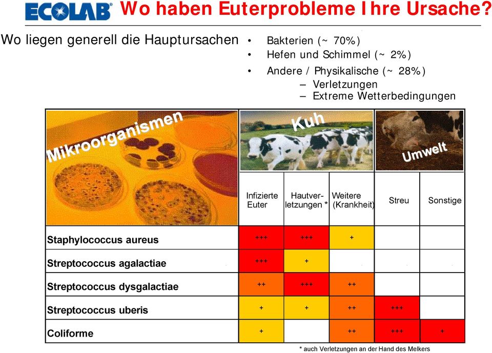 (~ 28%) Verletzungen Extreme Wetterbedingungen Kuh Umwelt Infizierte Euter Hautverletzungen * Weitere (Krankheit) Streu