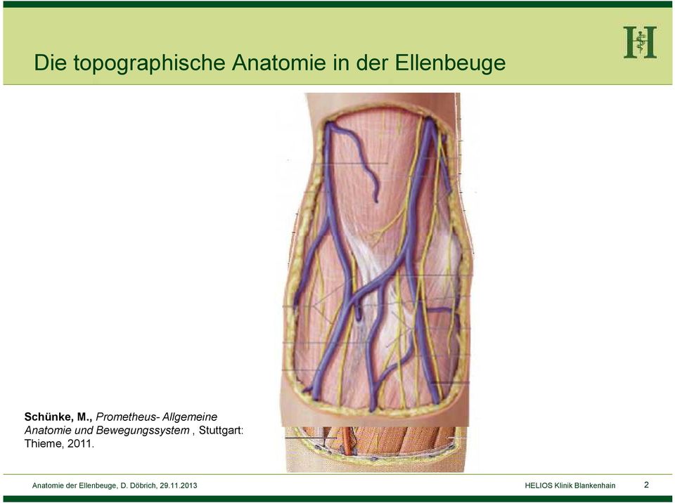 , Prometheus- Allgemeine Anatomie