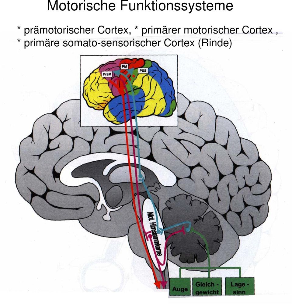 primärer motorischer Cortex *