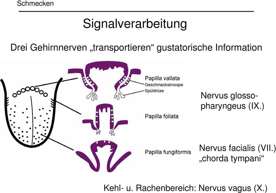 Nervus glossopharyngeus (IX.