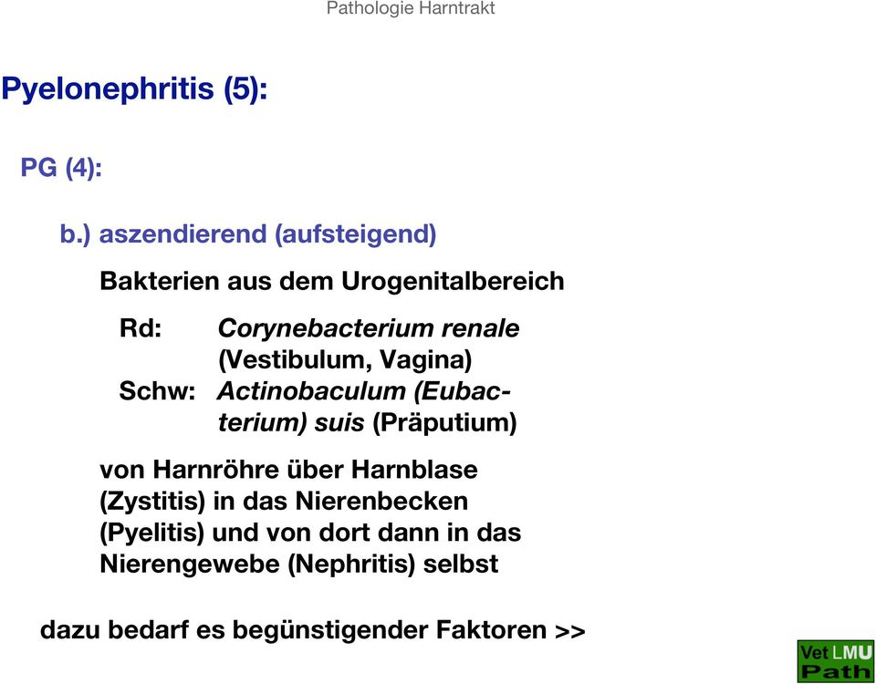 renale (Vestibulum, Vagina) Actinobaculum (Eubacterium) suis (Präputium) von Harnröhre