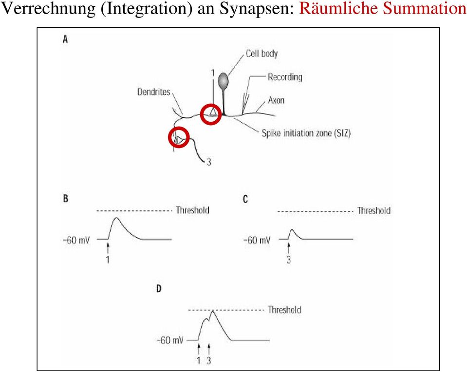 an Synapsen: