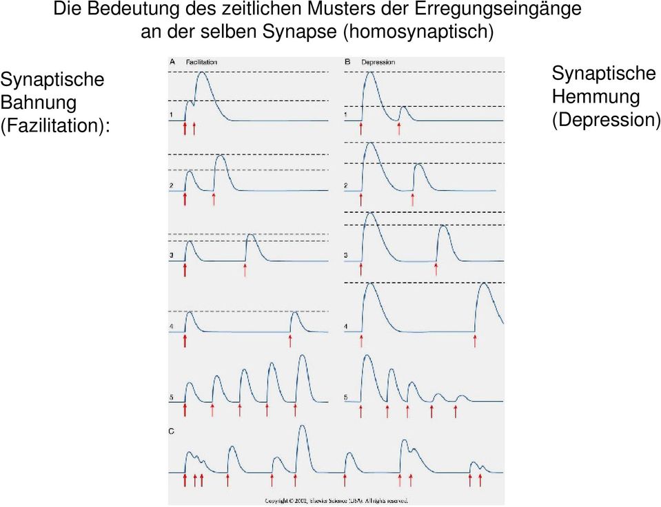 (homosynaptisch) Synaptische Bahnung