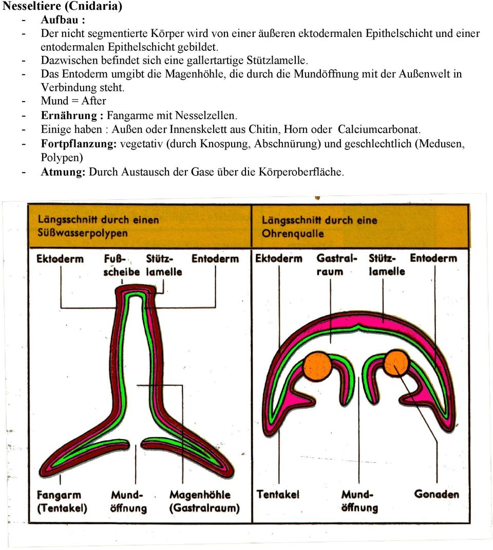 Das Entoderm umgibt die Magenhöhle, die durch die Mundöffnung mit der Außenwelt in Verbindung steht.