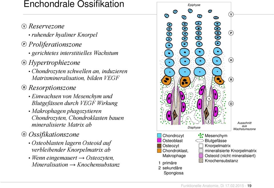 Ossifikationszone Osteoblasten lagern Osteoid auf verbleibender Knorpelmatrix ab Wenn eingemauert Osteozyten, Mineralisation Knochensubstanz 1 2 Chondrozyt Osteoblast Osteozyt Chondroklast,