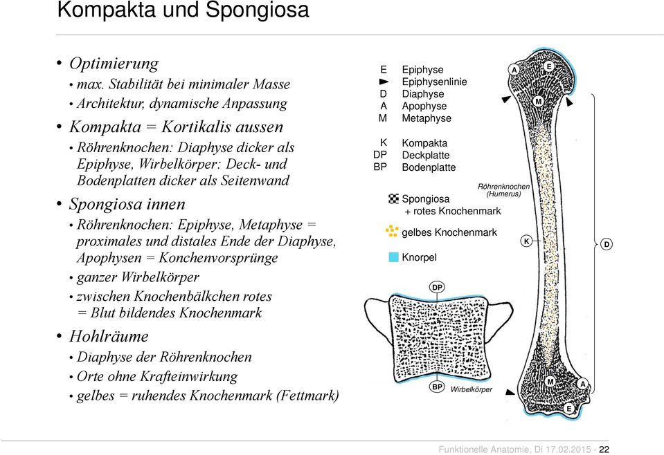 Spongiosa innen Röhrenknochen: piphyse, Metaphyse = proximales und distales nde der Diaphyse, Apophysen = Konchenvorsprünge ganzer Wirbelkörper zwischen Knochenbälkchen rotes = Blut bildendes
