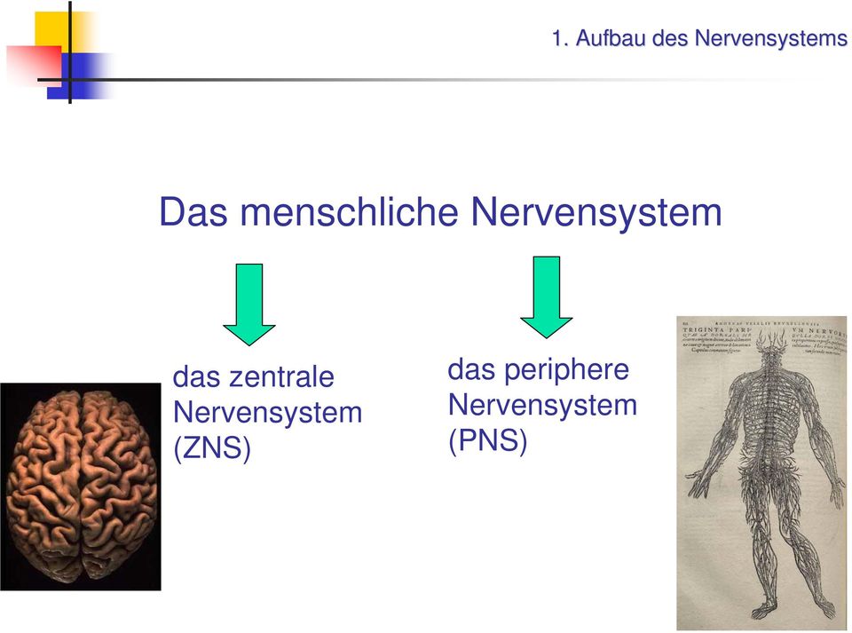 das zentrale Nervensystem