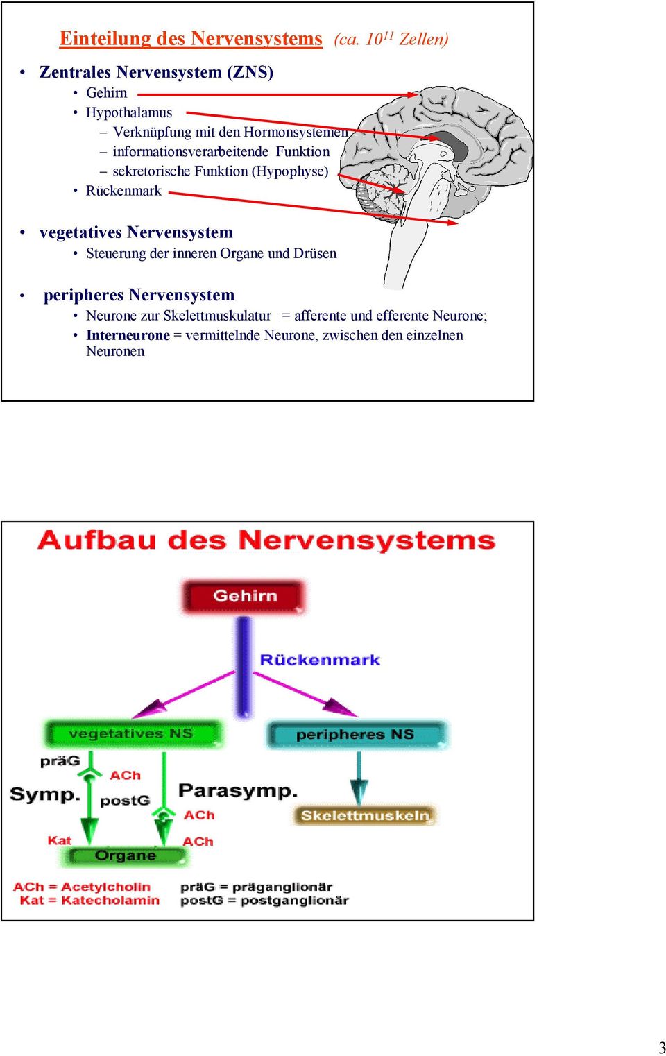 informationsverarbeitende Funktion sekretorische Funktion (Hypophyse) Rückenmark vegetatives Nervensystem