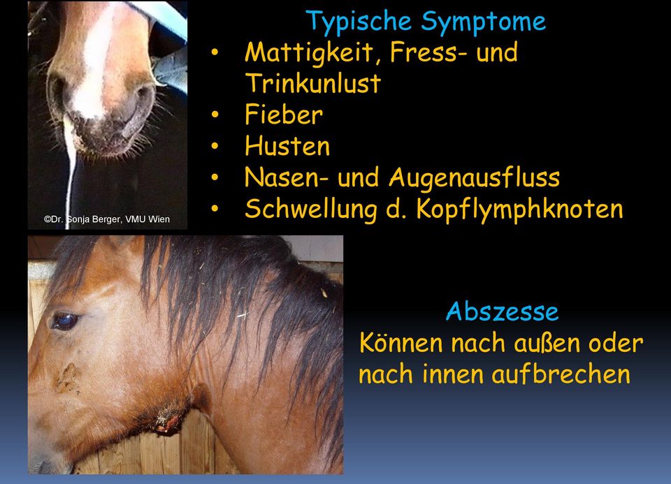 Pferd Anatomie Kopf Lymphknoten