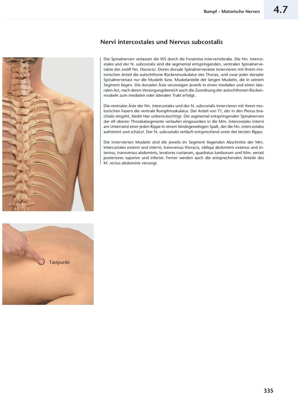 Deren dorsale Spinalnervenäste innervieren mit ihrem motorischen Anteil die autochthone Rückenmuskulatur des Thorax, und zwar jeder dorsaler Spinalnervenast nur die Muskeln bzw.