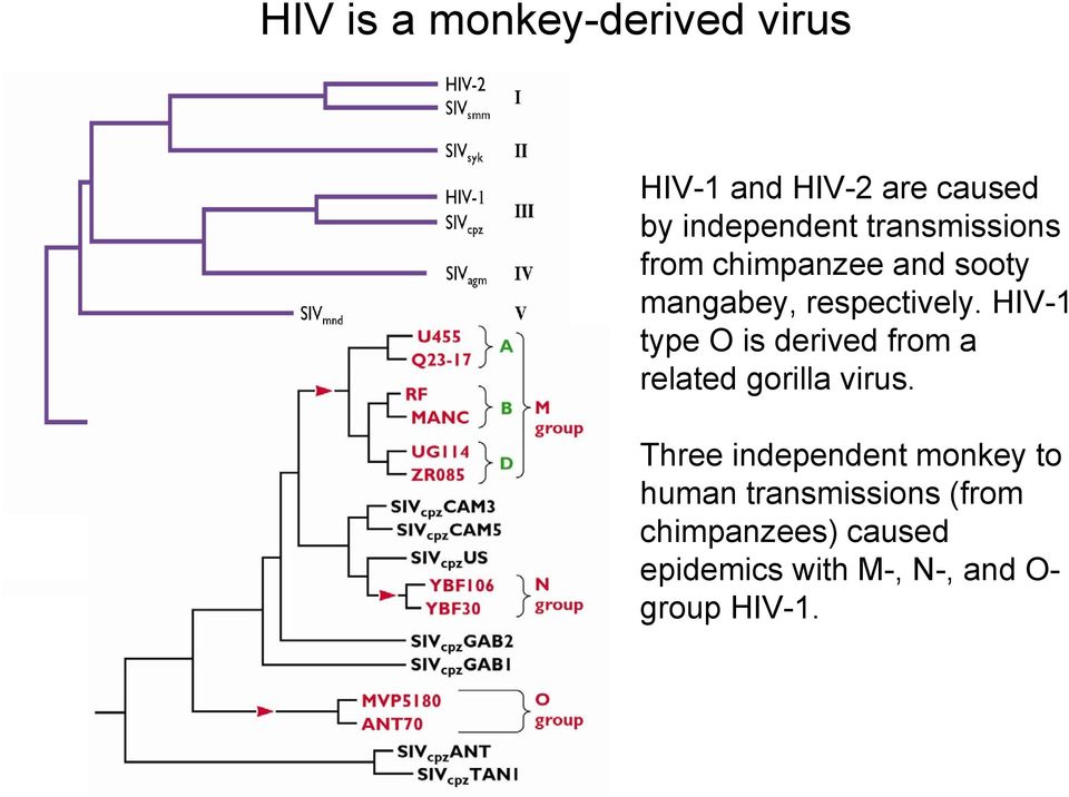 HIV-1 type O is derived from a related gorilla virus.