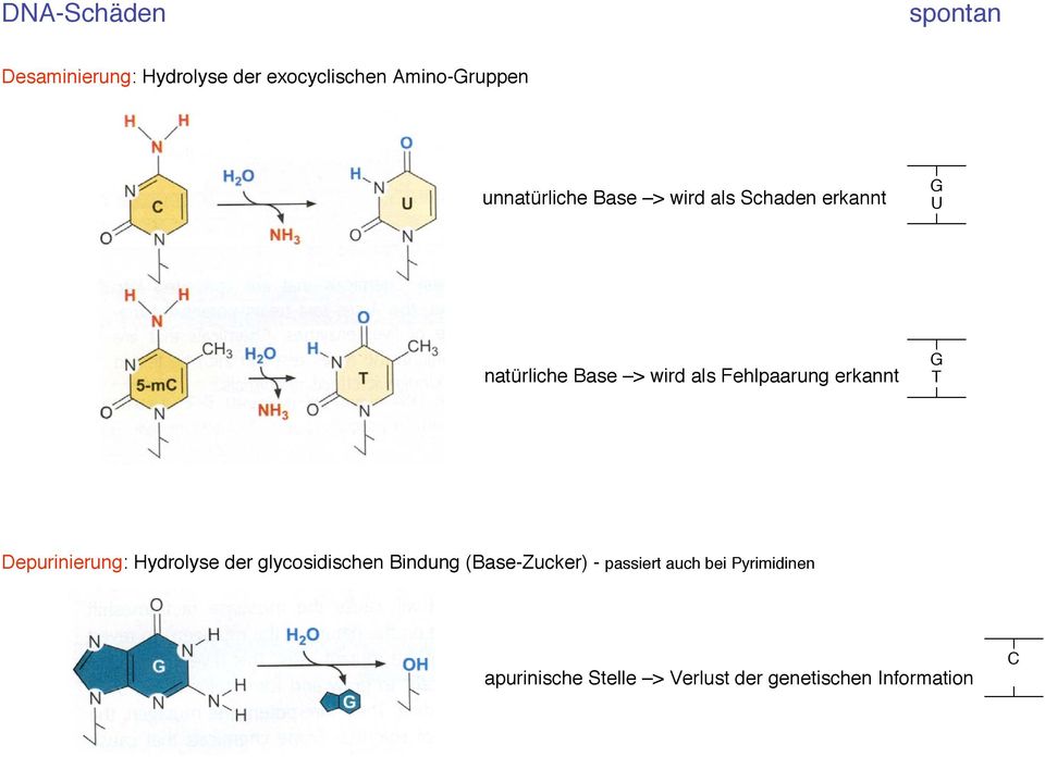Fehlpaarung erkannt G T Depurinierung: ydrolyse der glycosidischen Bindung