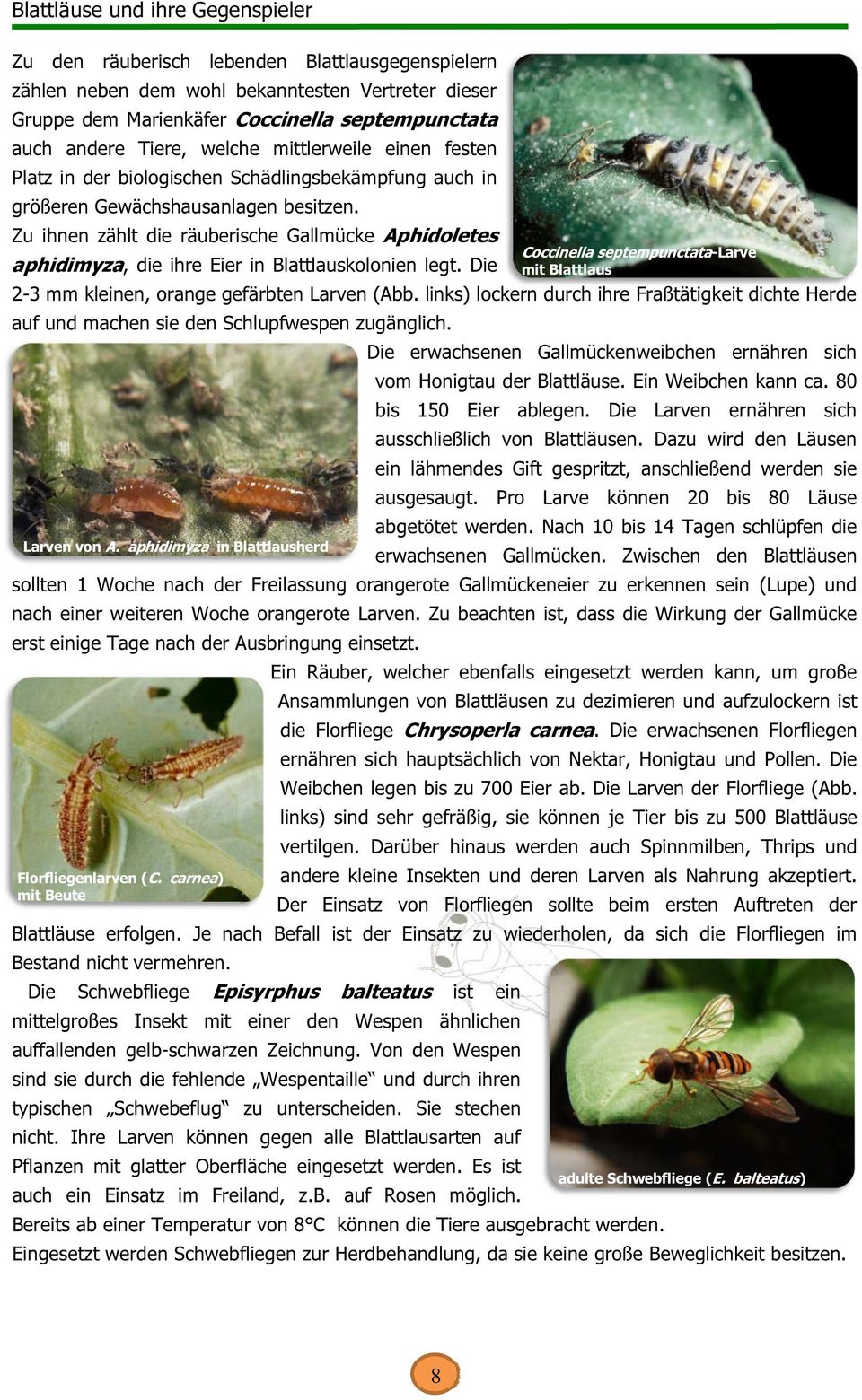 Zu ihnen zählt die räuberische Gallmücke Aphidoletes aphidimyza, die ihre Eier in Blattlauskolonien legt. Die 2-3 mm kleinen, orange gefärbten Larven (Abb.