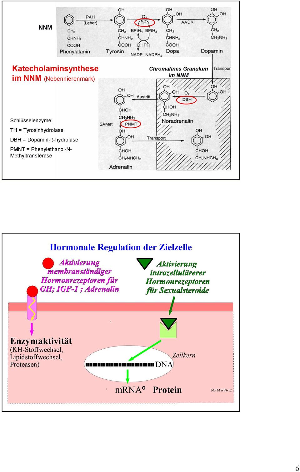 Phenylethanol-N- Methyltransferase Hormonale Regulation der Zielzelle