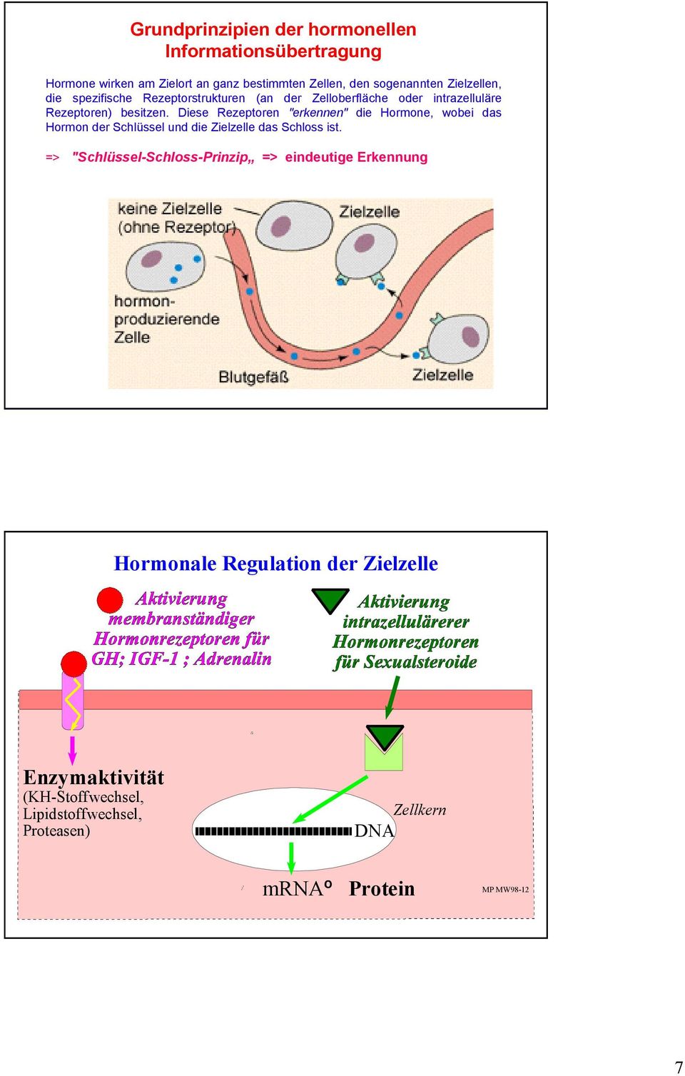 Diese Rezeptoren "erkennen" die Hormone, wobei das Hormon der Schlüssel und die Zielzelle das Schloss ist.