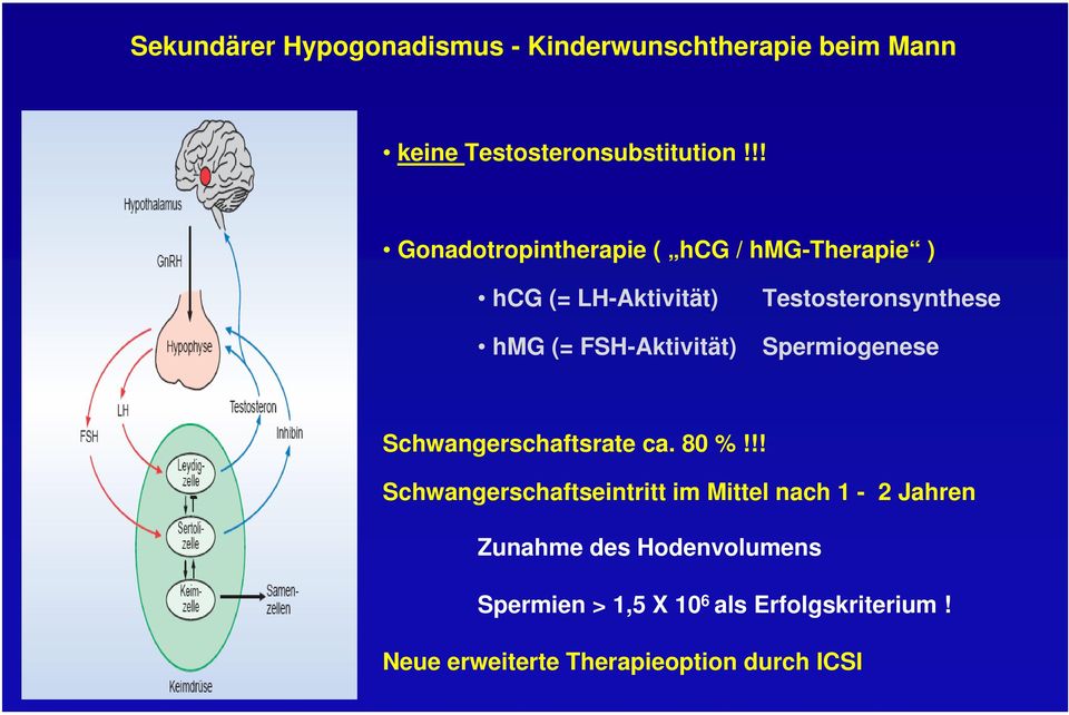 Testosteronsynthese Spermiogenese Schwangerschaftsrate ca. 80 %!