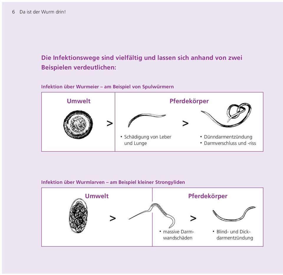 Infektion über Wurmeier am Beispiel von Spulwürmern Umwelt Pferdekörper > > Schädigung von Leber und