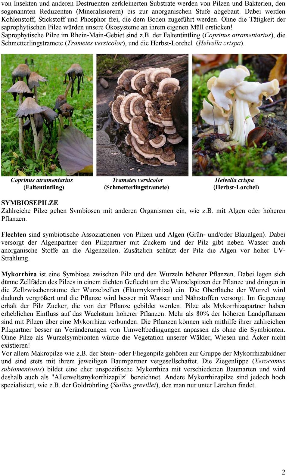Saprophytische Pilze im Rhein-Main-Gebiet sind z.b. der Faltentintling (Coprinus atramentarius), die Schmetterlingstramete (Trametes versicolor), und die Herbst-Lorchel (Helvella crispa).