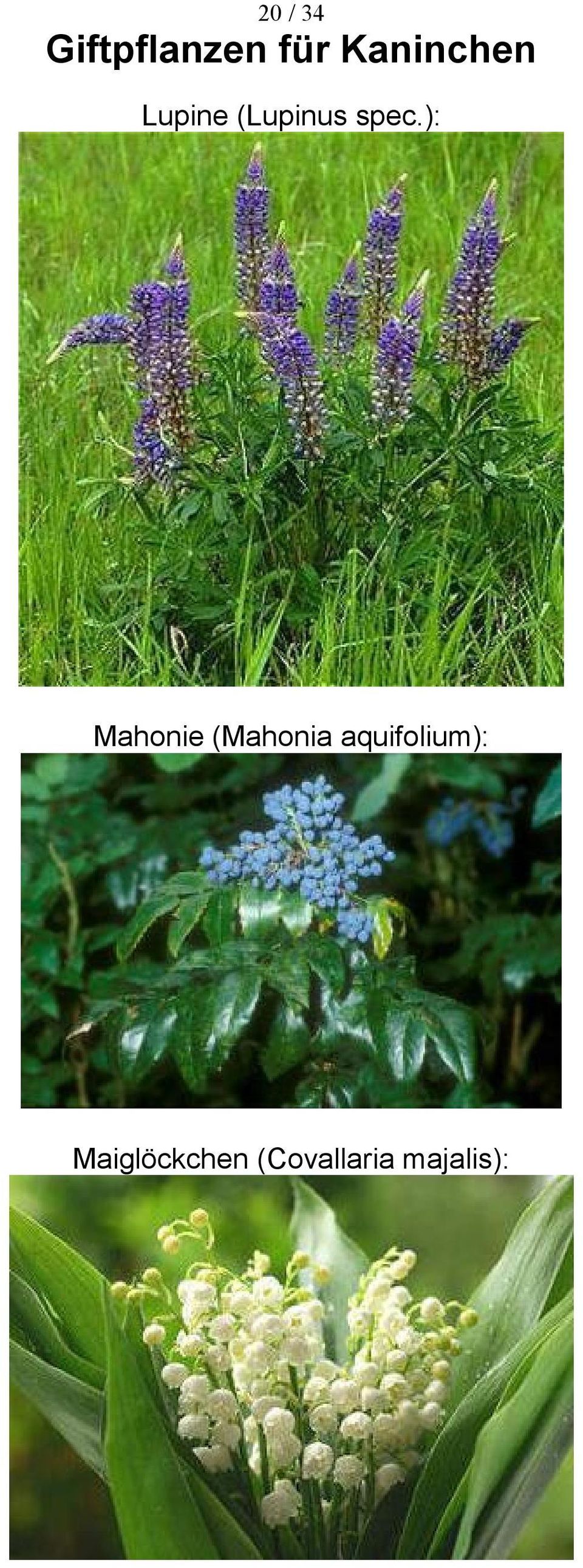 (Mahonia aquifolium):