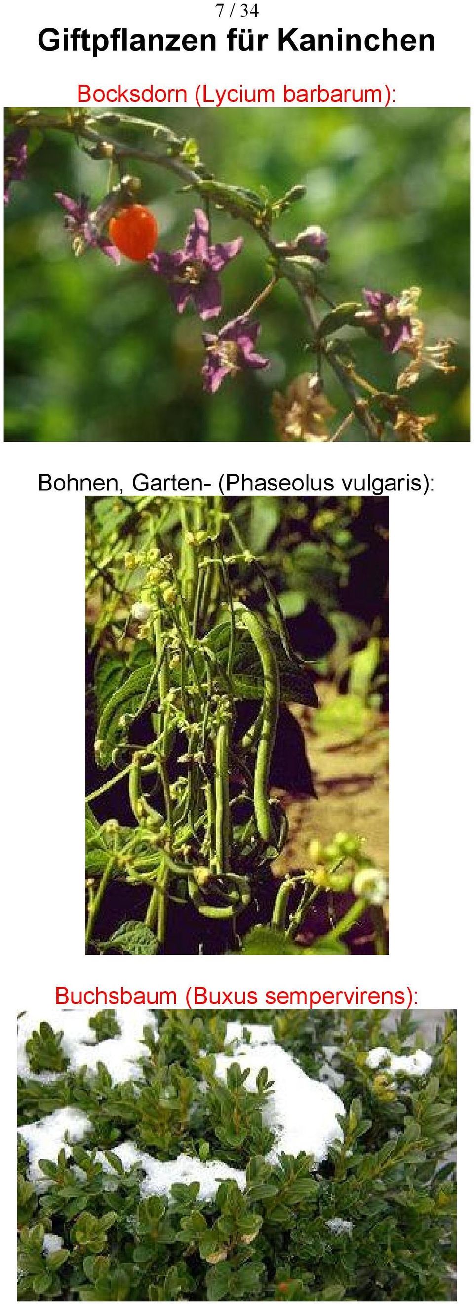 (Phaseolus vulgaris):