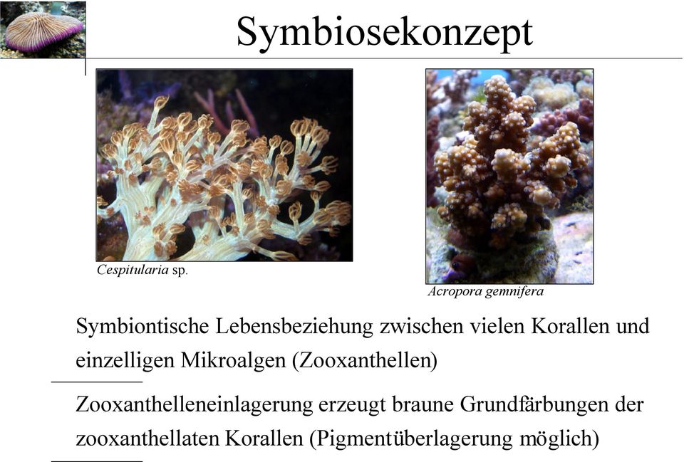 Korallen und einzelligen Mikroalgen (Zooxanthellen)