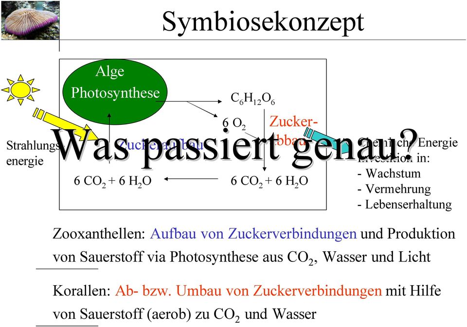 6 CO 2 + 6 H 2 O Zooxanthellen: Aufbau von Zuckerverbindungen und Produktion von Sauerstoff via Photosynthese