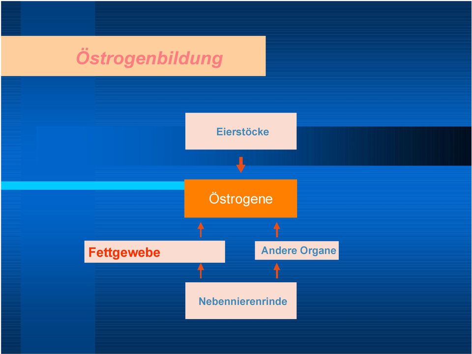 Östrogene