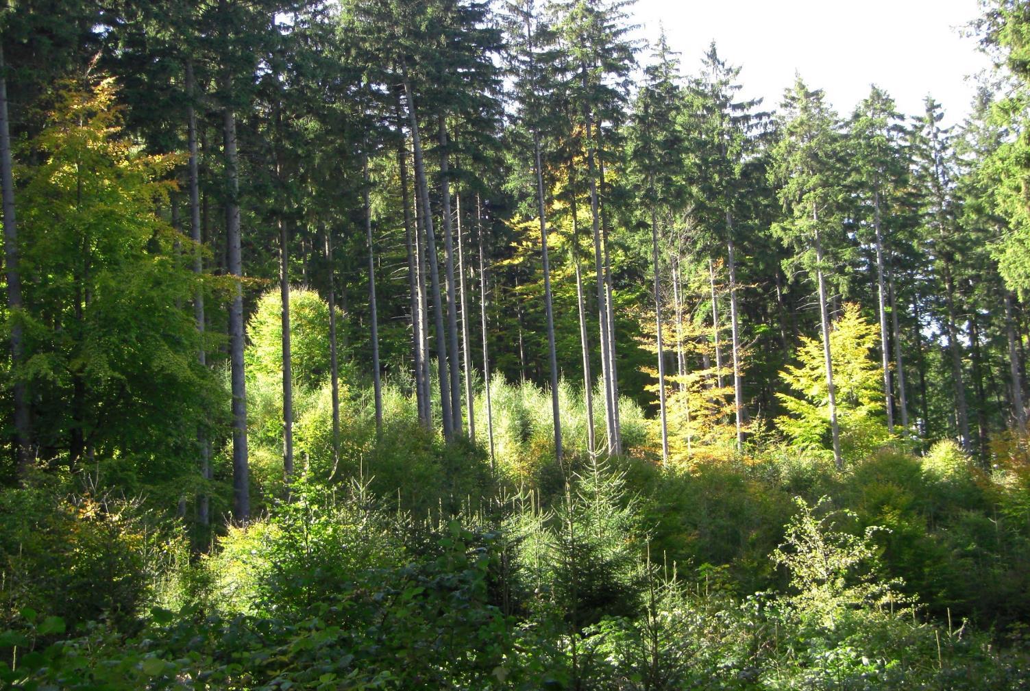 4. Inventurdaten zur Unternehmenssteuerung Spezielle Auswertungen - Herleitung des Waldumbaupotenzials über Nadelholz-Reinbestände außerhalb des natürlichen Verbreitungsgebietes, die nicht