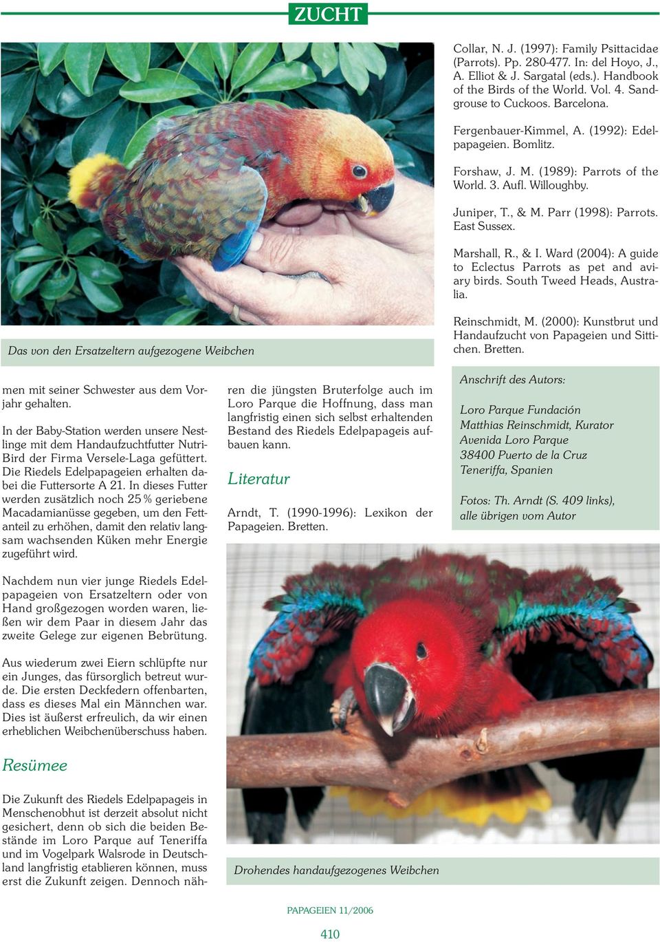 Ward (2004): A guide to Eclectus Parrots as pet and aviary birds. South Tweed Heads, Australia. Das von den Ersatzeltern aufgezogene Weibchen Reinschmidt, M.