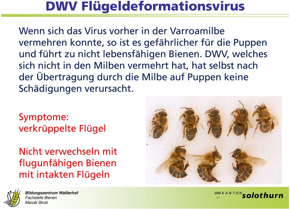 DWV, welches sich nicht in den Milben vermehrt hat, hat selbst nach der Übertragung durch die Milbe
