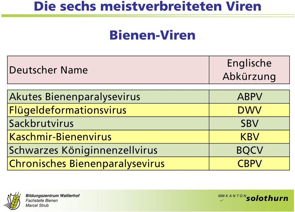 Sackbrutvirus Kaschmir-Bienenvirus Schwarzes
