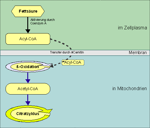 7.2.2. Glykolyse (anaerob, aerob) 7.2.3. Aerober Fettabbau (Stoffwechsel der Lipide) Fette: Fettsäuren: (z.