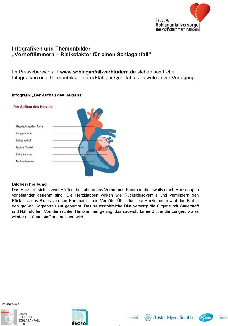 Infografik Der Aufbau des Herzens Das Herz teilt sich in zwei Hälften, bestehend aus Vorhof und Kammer, die jeweils durch Herzklappen voneinander getrennt sind.