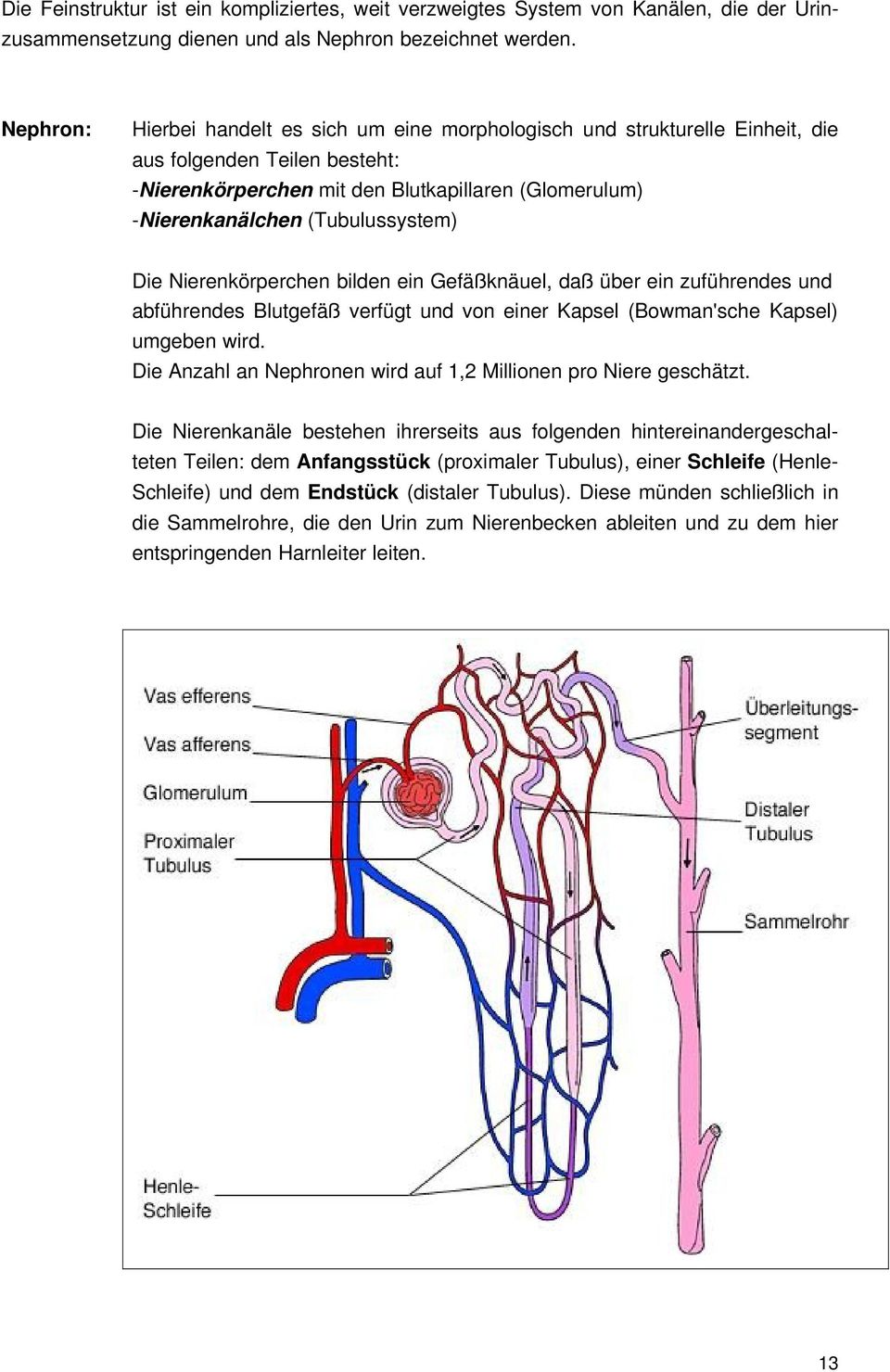 Die Nierenkörperchen bilden ein Gefäßknäuel, daß über ein zuführendes und abführendes Blutgefäß verfügt und von einer Kapsel (Bowman'sche Kapsel) umgeben wird.